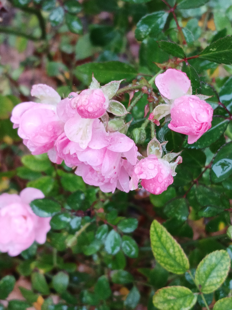 розы в парке