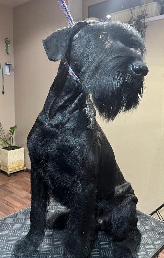 Это сестра-однопомётница Айки - Джесси