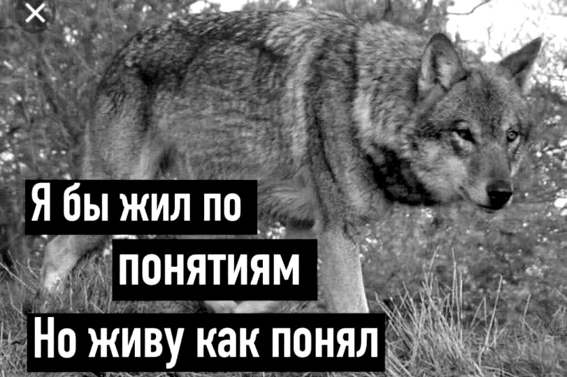 №52 Позитивная психология: Искусство находить смешное в хаосе — как мемы становятся мостом между тревогой и осознанной радостью
