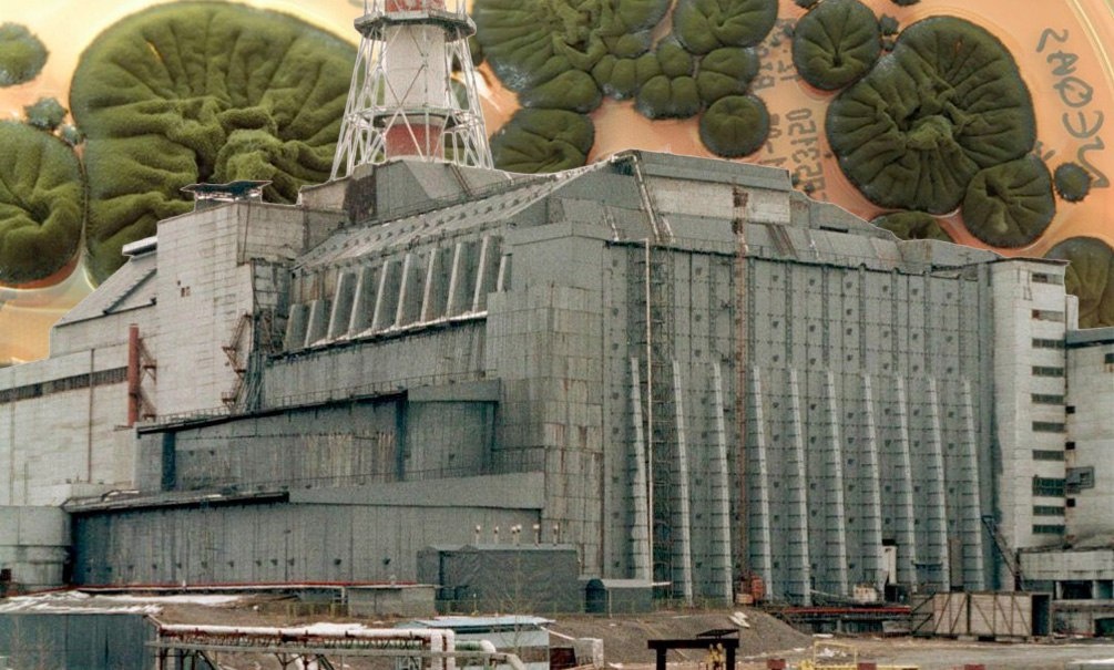    Ученые пока не понимают, как появилась плесень, и как зародился организм с процессом "радиосинтеза" на нашей планете.