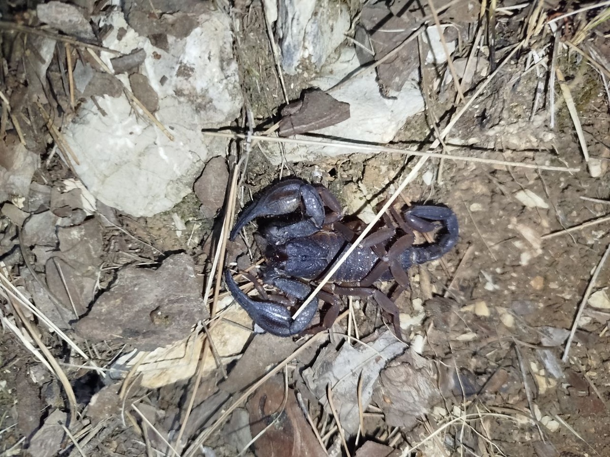 Скорпион на тропе