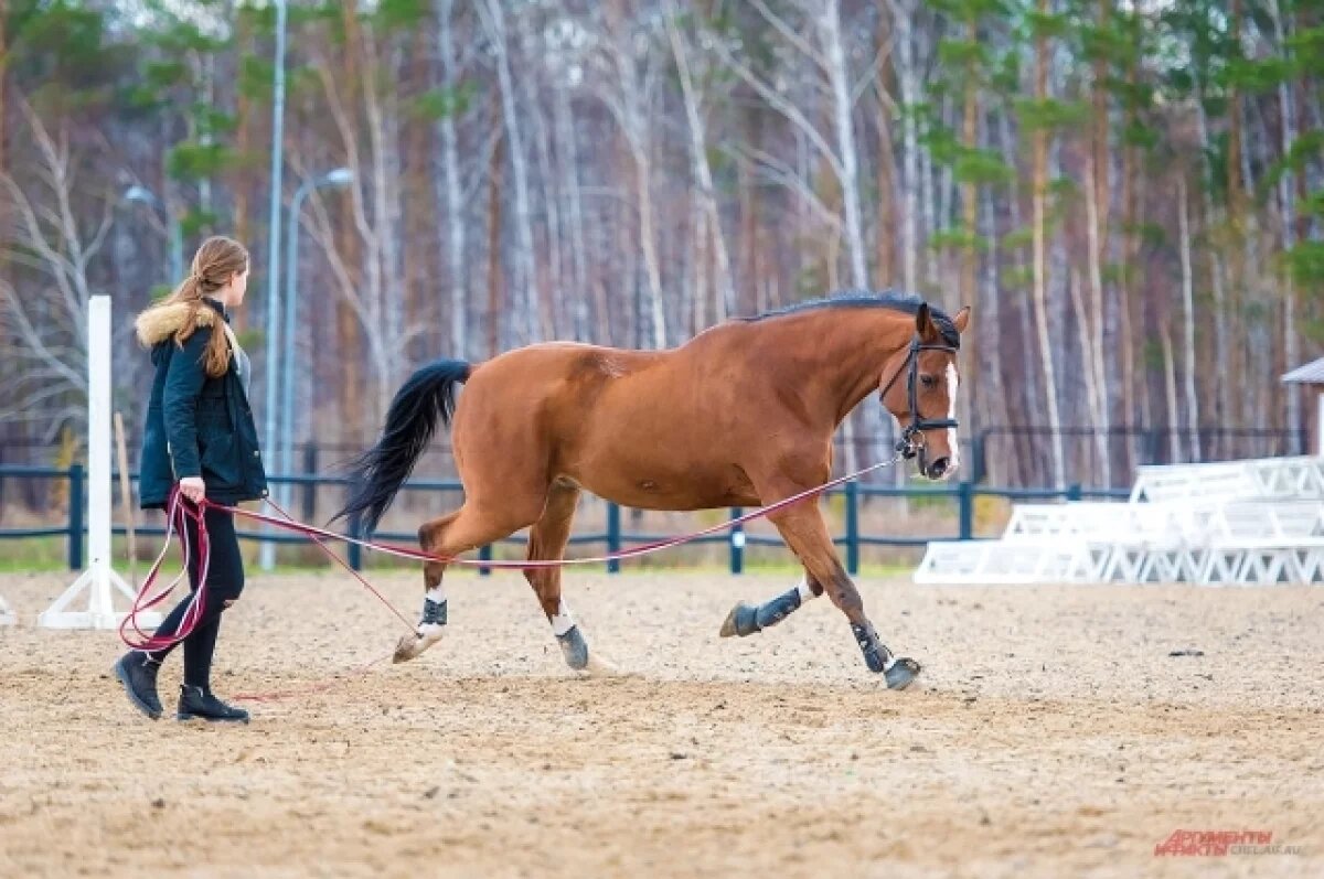    Ханты-Мансийск примет Чемпионат и Первенство Югры по конному спорту