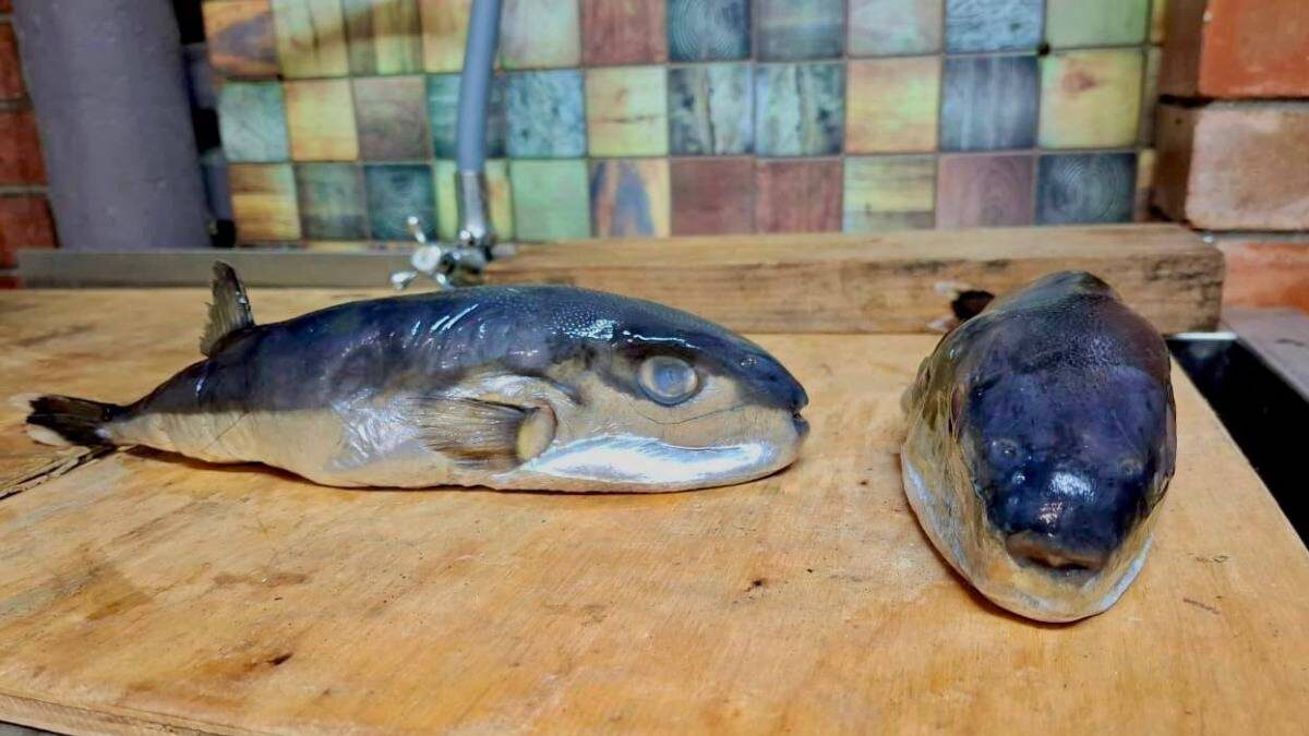    Фото: Telegram / Прокуратура Краснодарского края