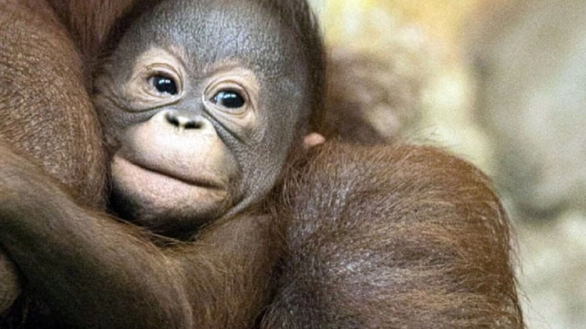     Источник: Новосибирский зоопарк