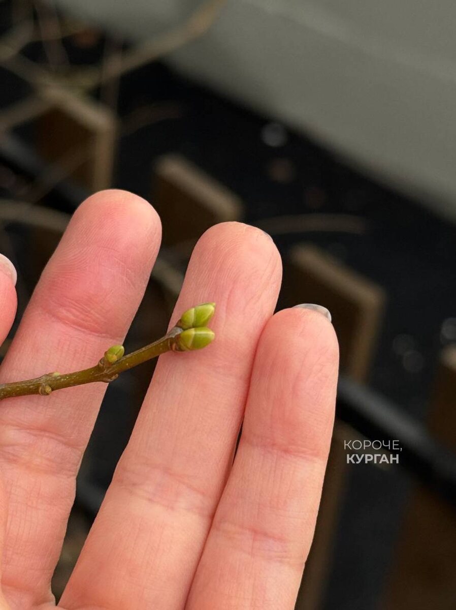 Фото: телеграм-канал "Короче, Курган".