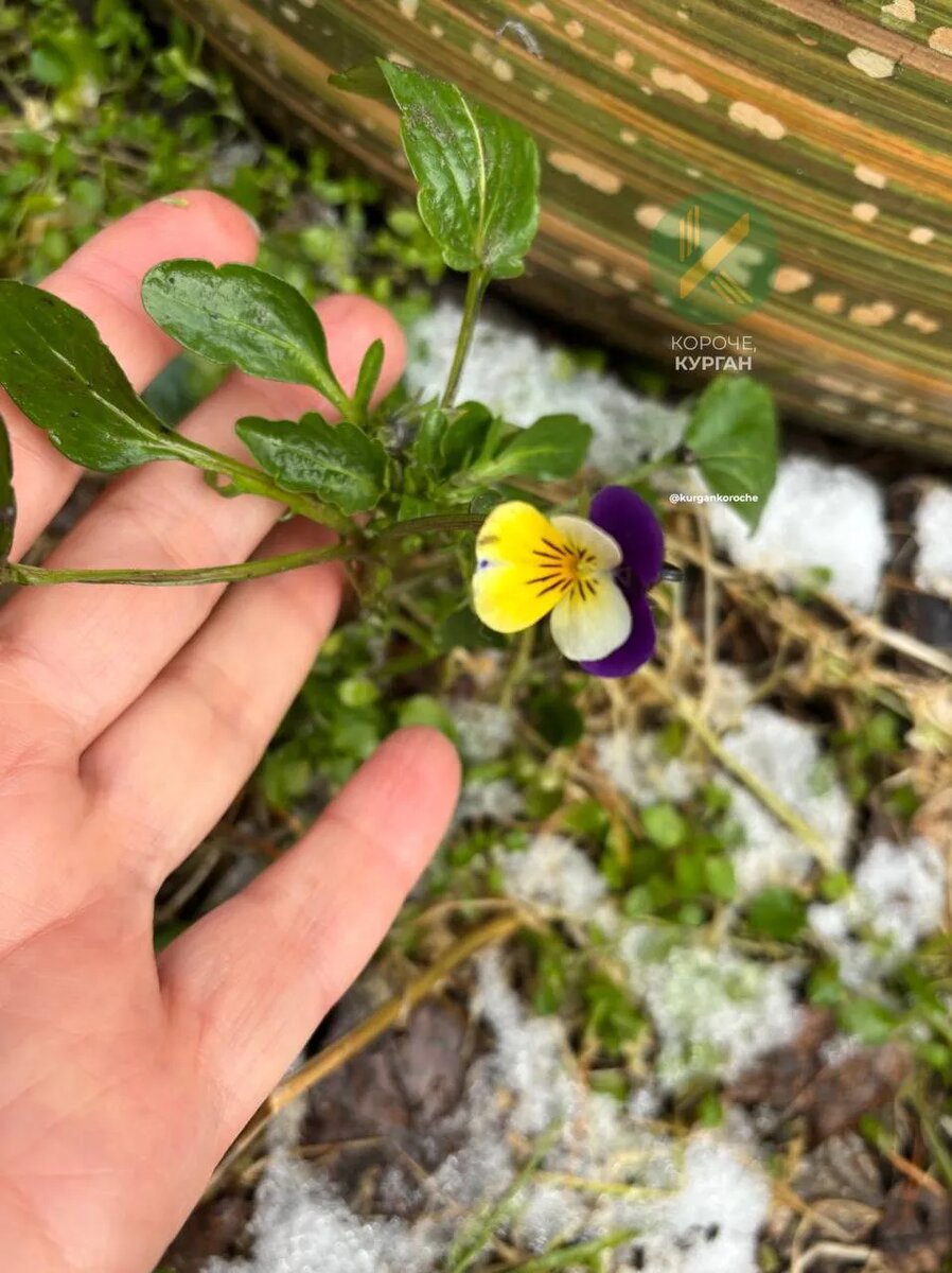 Не часто можно увидеть Анютины глазки в конце ноября. Фото: телеграм-канал "Короче, Курган".