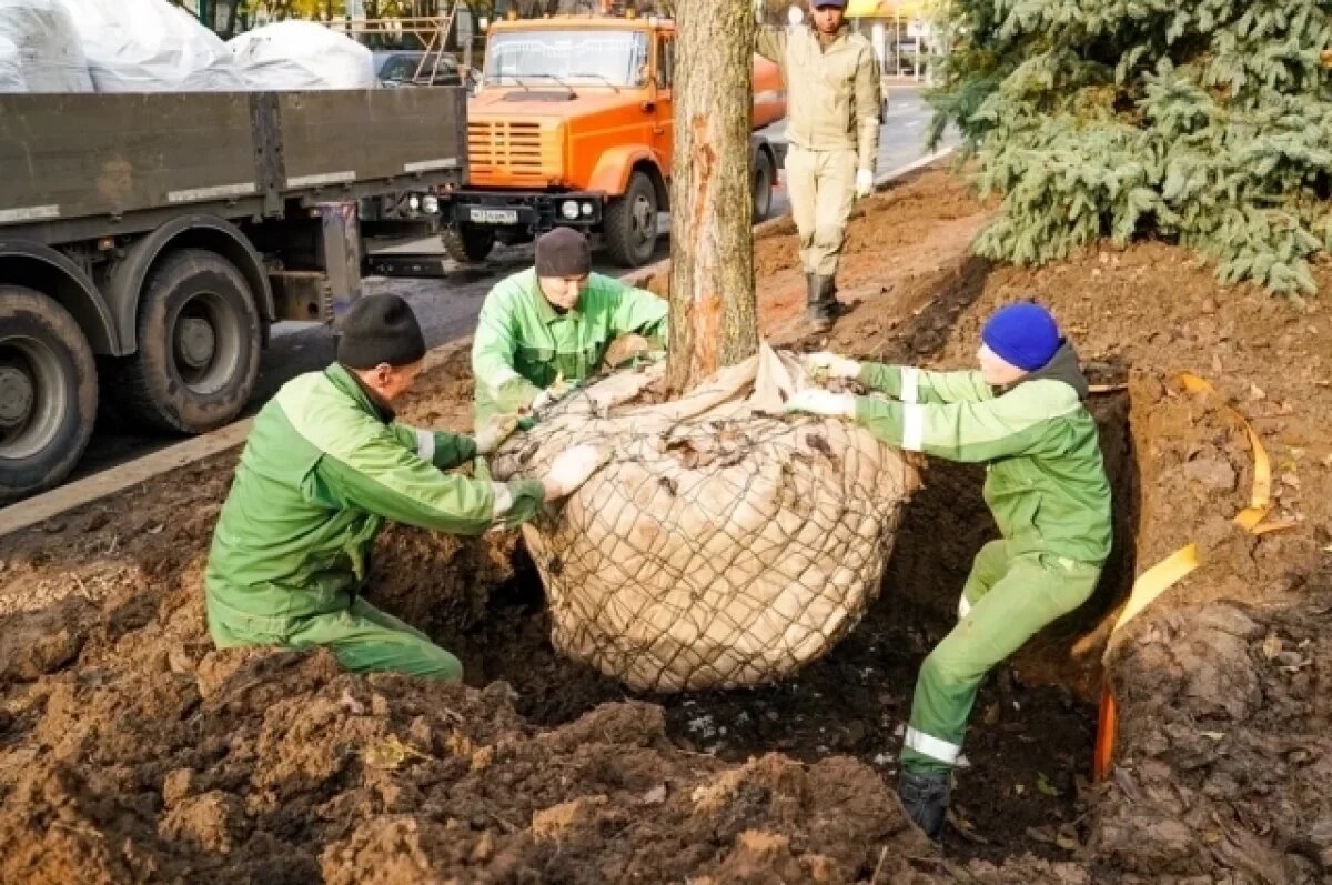    Около 10 тыс. деревьев высадят в Москве в рамках городских программ