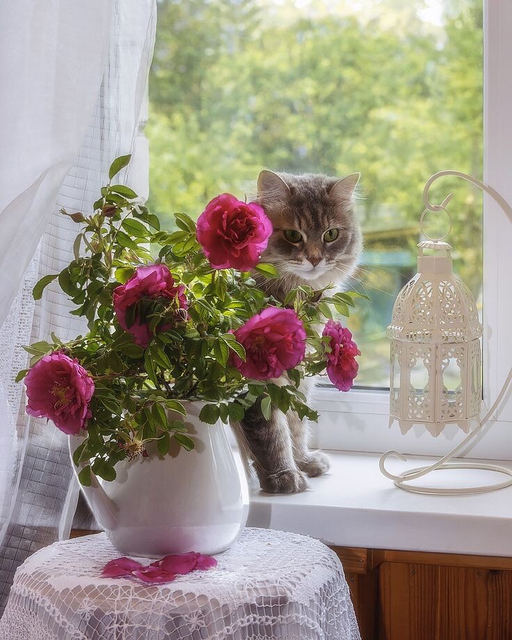 Картинка найдена на просторах интернета, ссылка https://yandex.ru/images/search?from=tabbar&img_url=https%3A%2Fi%2F.pinimg.com%2Foriginals%2Fa8%2F34%2Fа3f%2Fa83р43f81с28759b5e7bd53274cf0591a19.jpg&lr=47&pos=15&rpt=simage&text=%D1%86%D0%B2%D0%B5%D1%82%D1%8B%20%D0%BA%D1%80%D1%83%D0%BF%D0%BD%D0%BE%20%D1%84%D0%BE%D1%82%D0%BE