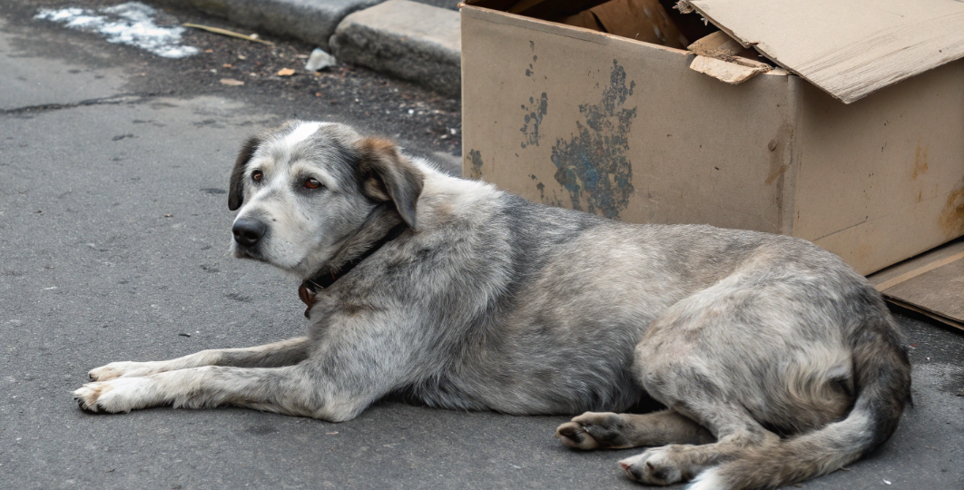 Прохожие торопились мимо коробки - и только старый пес знал о ее содержимом