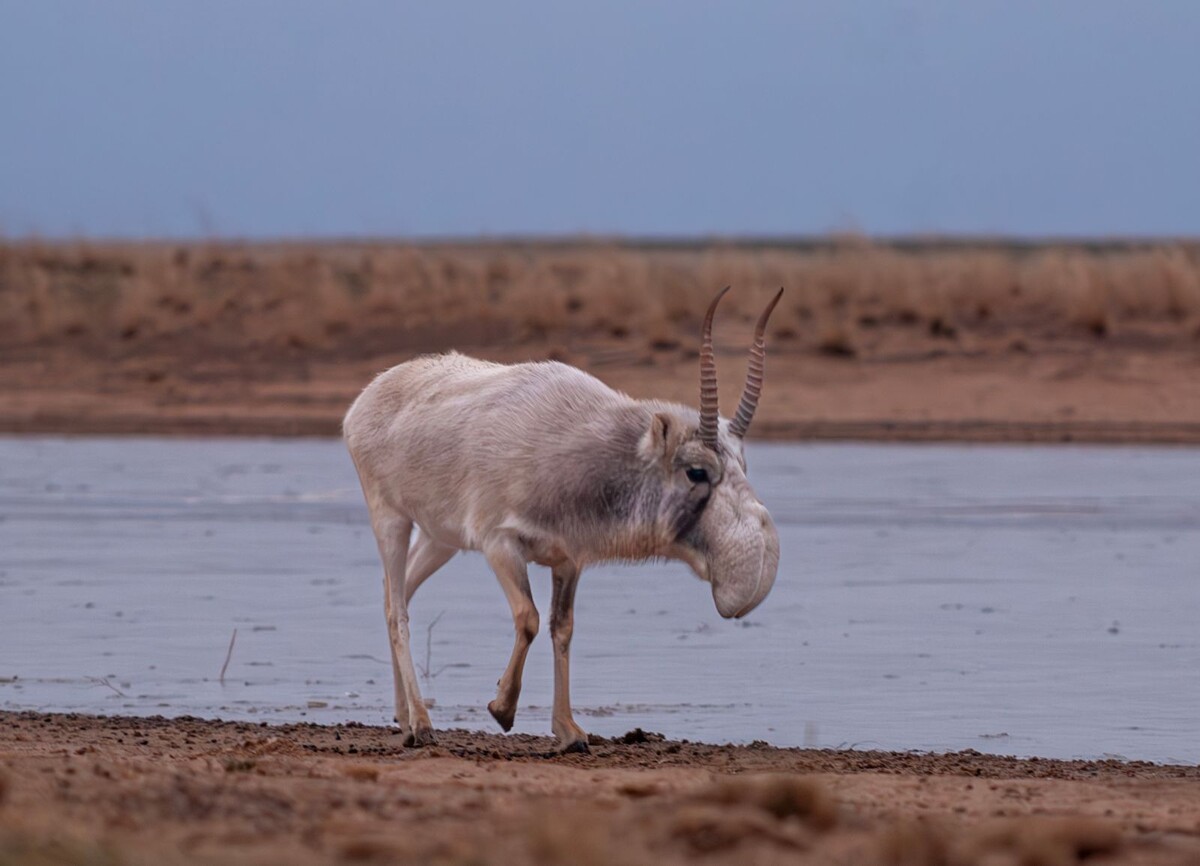    Нос-хобот набухает, чтобы лучше трубить о своих правах