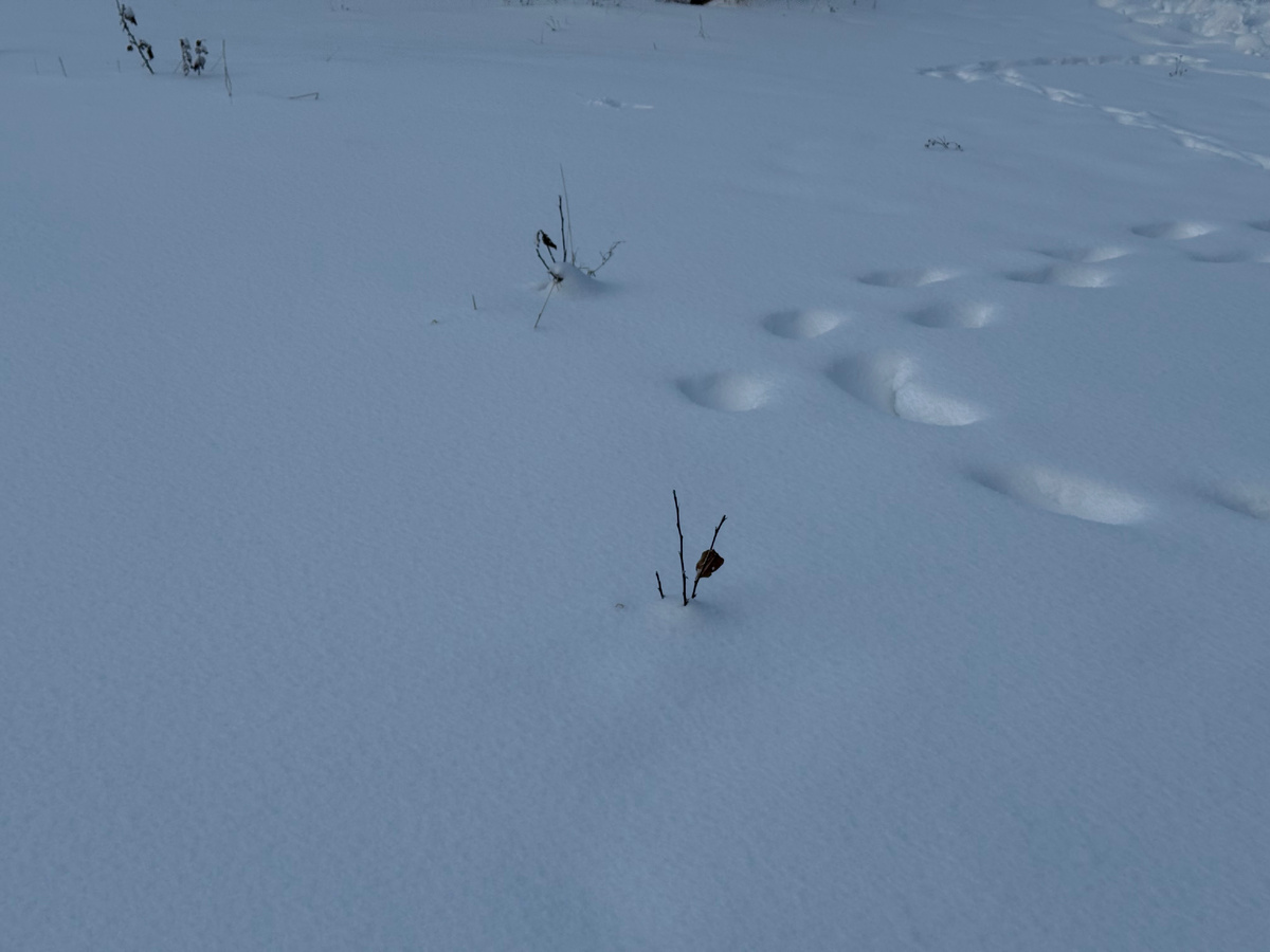 Яблони 🍎🍏