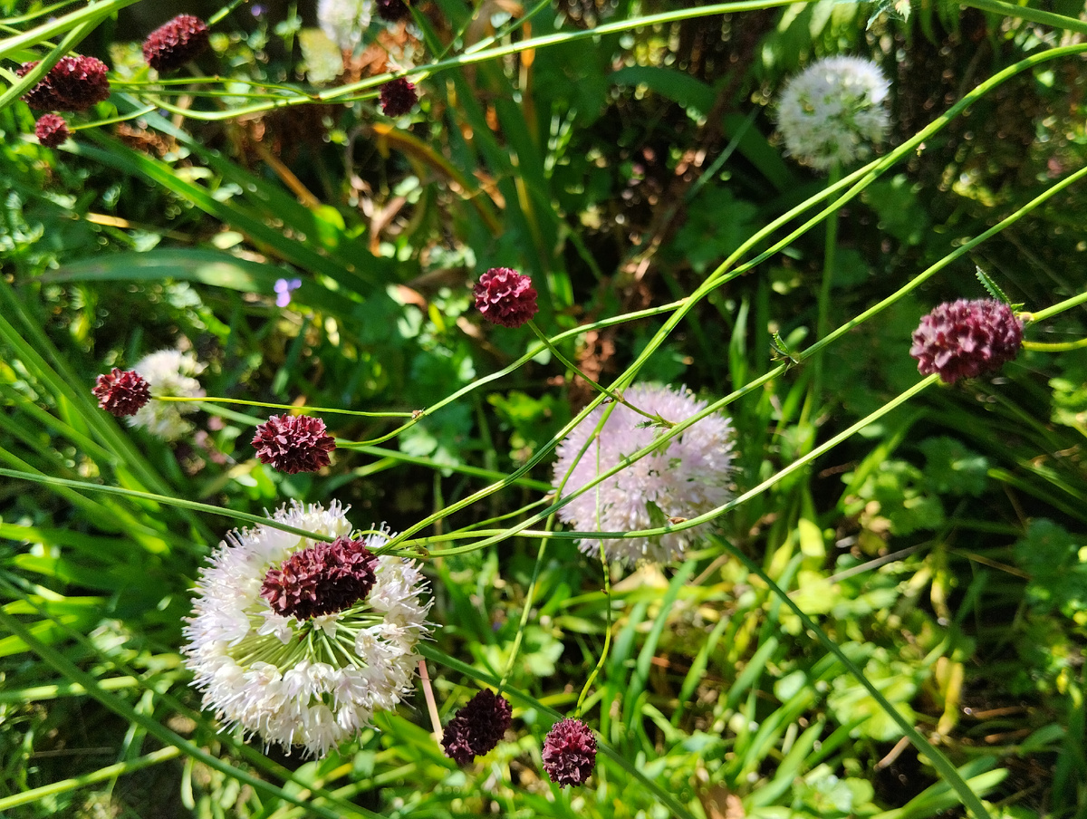 Соцветия кровохлёбки лекарственной