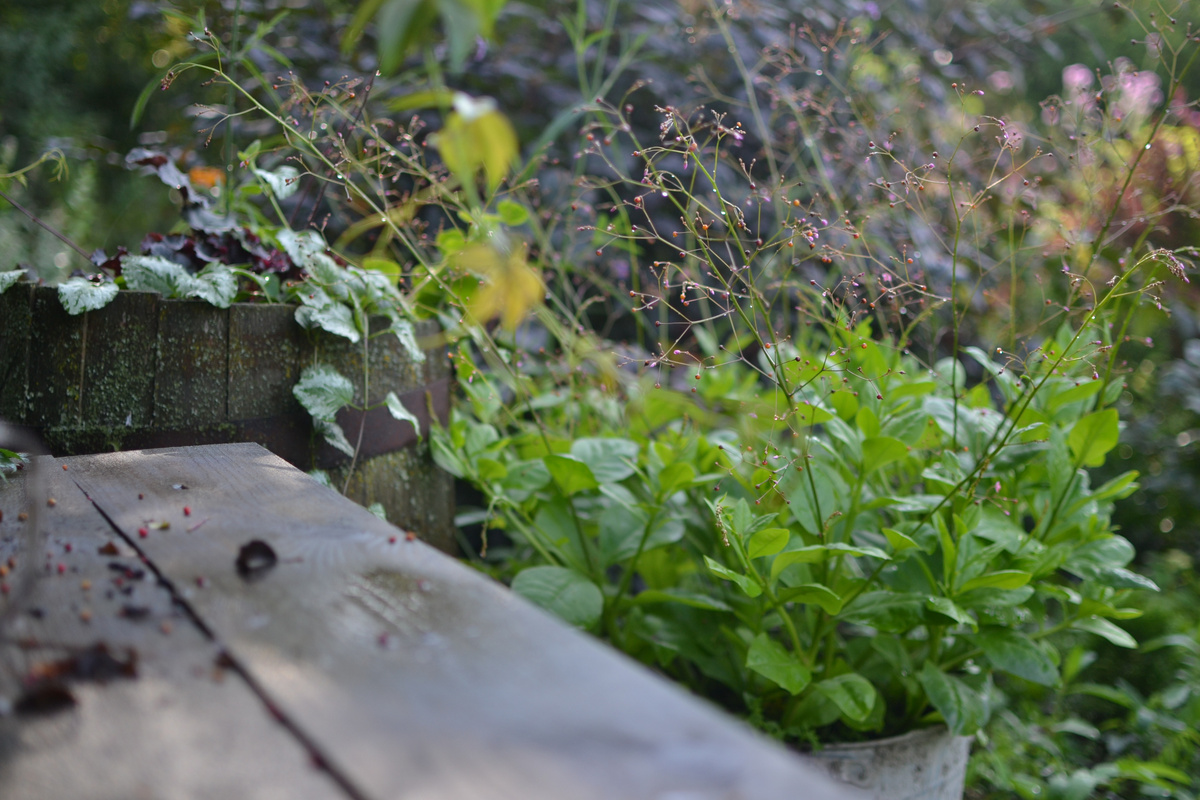 Таллинум метельчатый, зеленчук и гейхера в бочке. Галерея