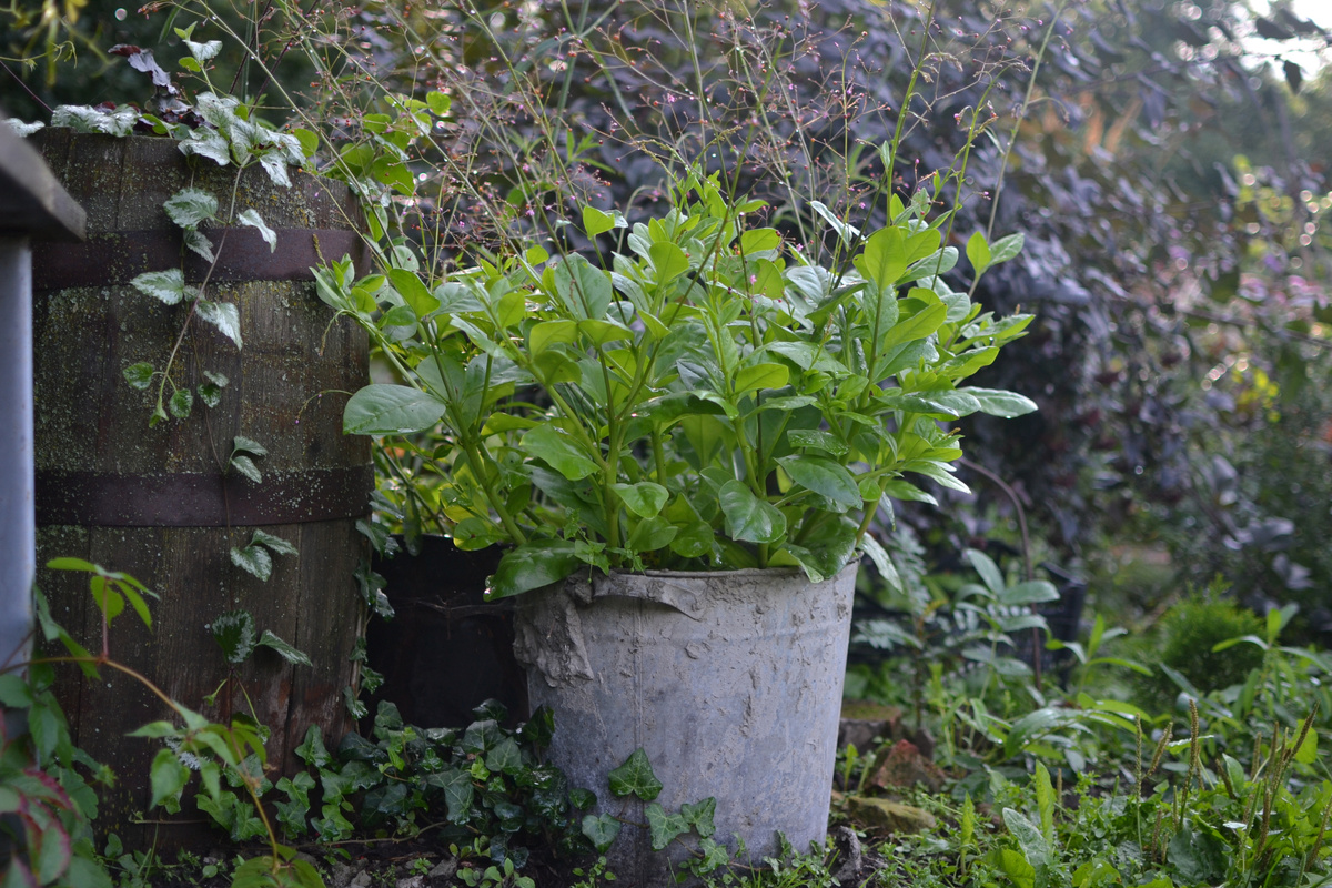 А плющ? Я все лето налюбоваться не могла! Вот бы перезимовал