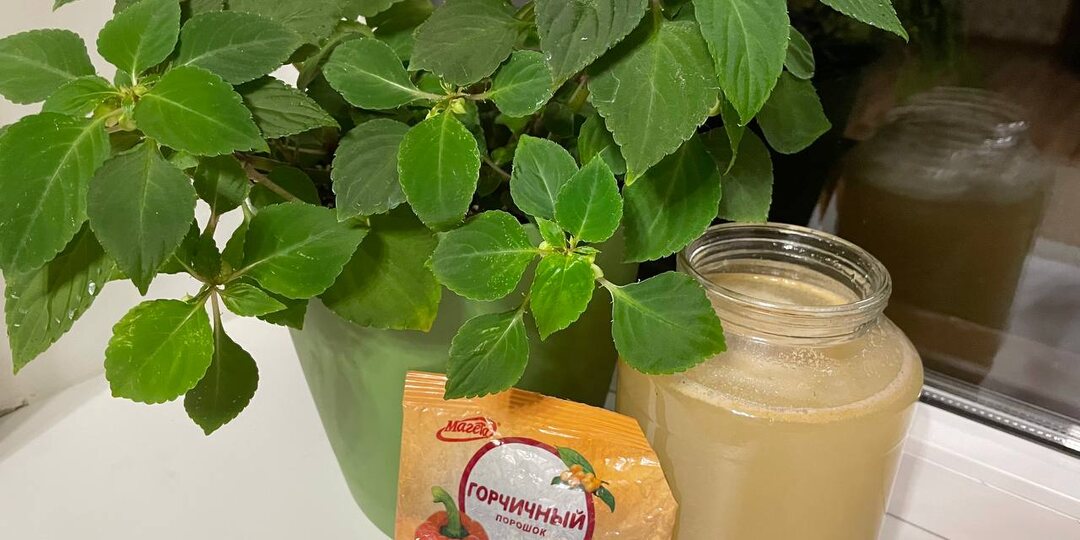 Горчичный порошок стал незаменимой подкормкой для комнатных цветов