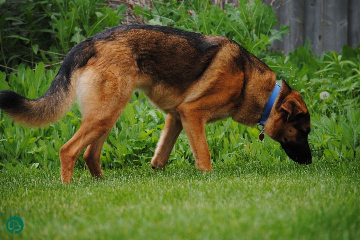 Собака нюхает траву 