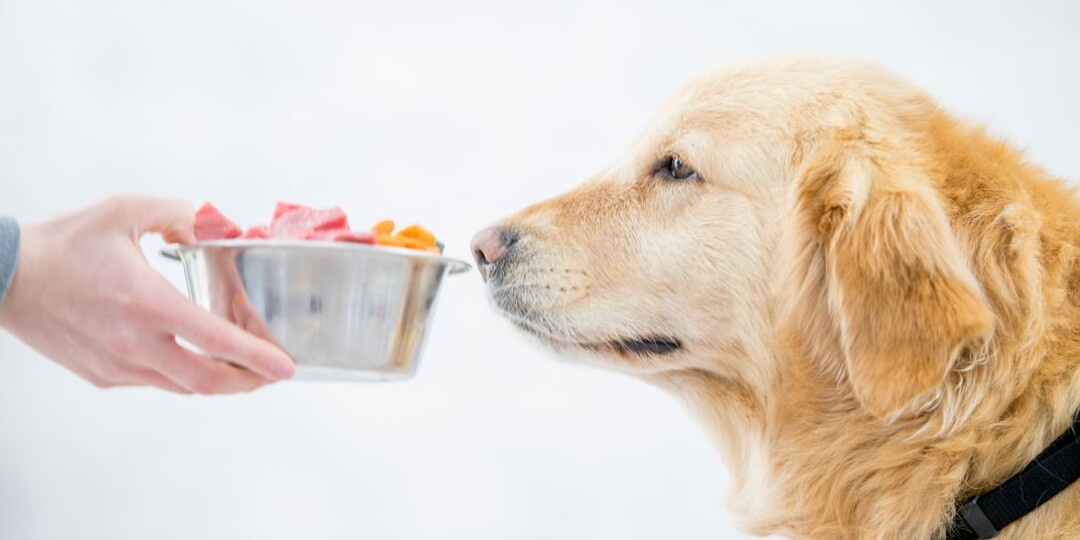 Чувствуют ли собаки вкус еды так же, как мы? Вы удивитесь, насколько всё иначе