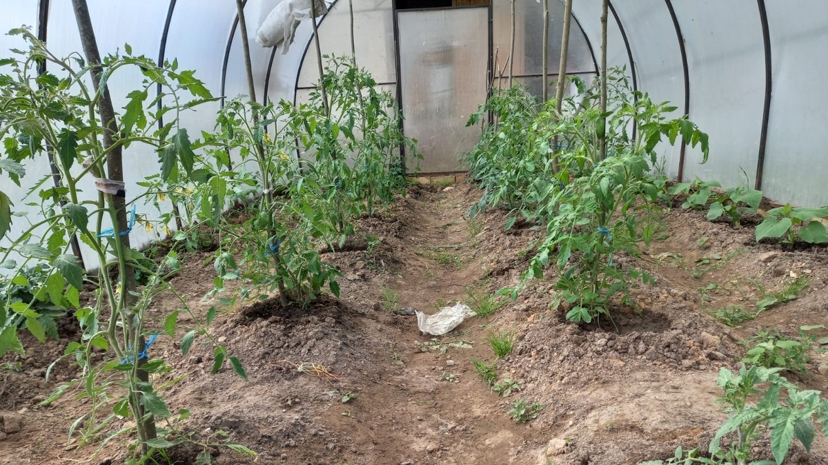 Уже в июне стала заметна разница между перспективными и проблемными растениями