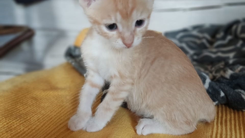 Выкармливали по капле