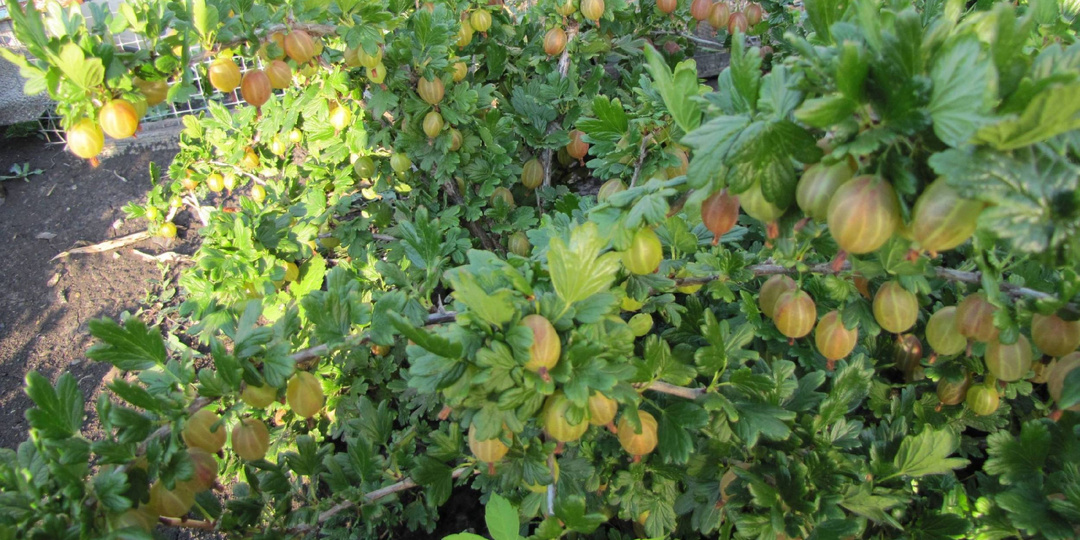 Выращивание крыжовника в саду