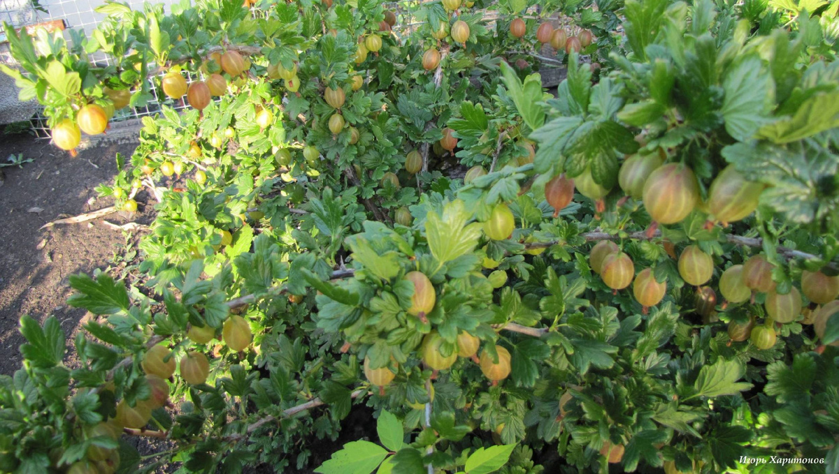 Выращивание крыжовника в саду.