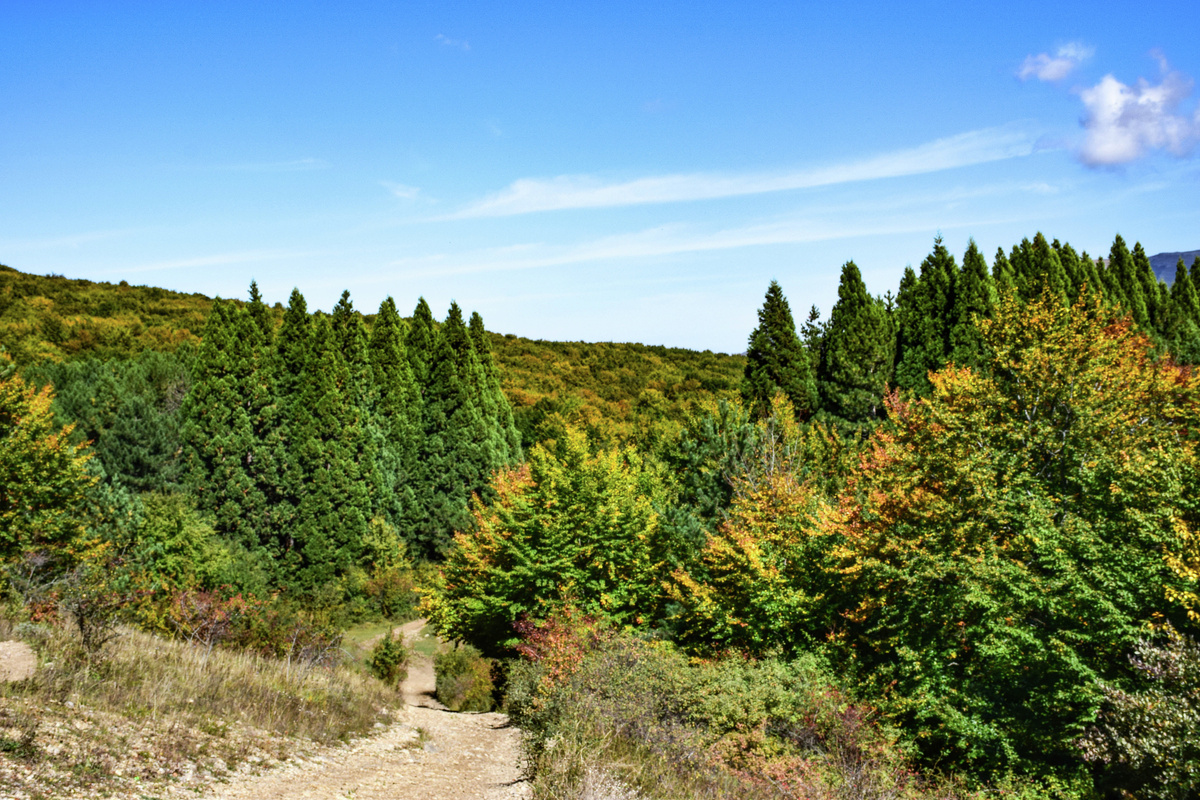 Роща секвой
© Туристический портал Республики Крым, Светлана Мальцева