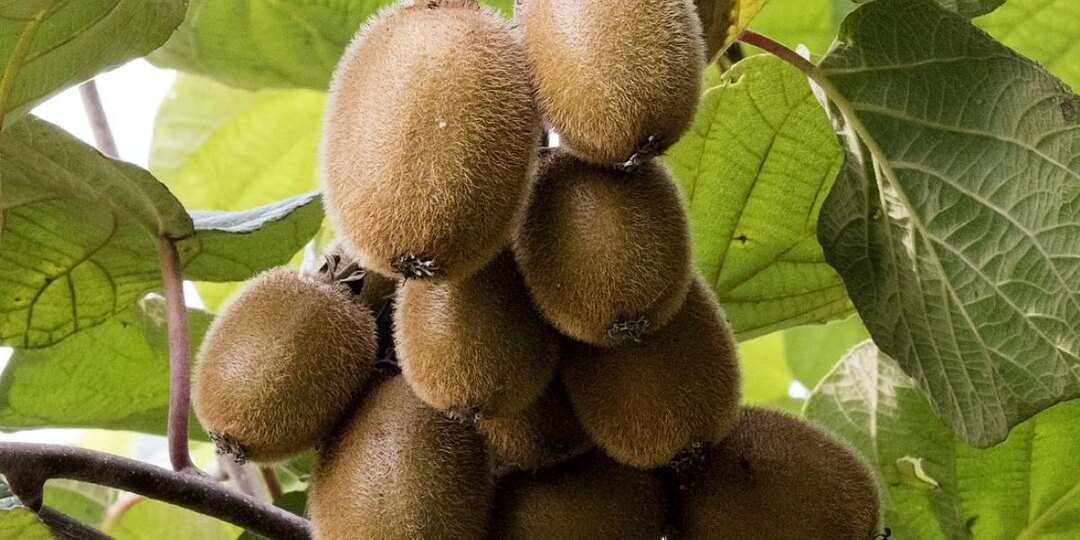 Почему сейчас все едят киви с кожурой