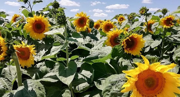    Фото: ФГБУ ЦОК АПК