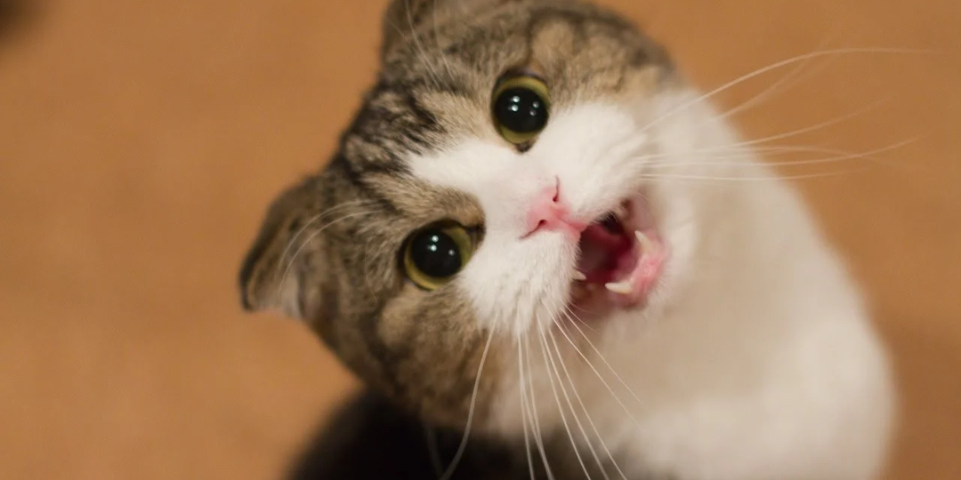 🐱8 кошачьих звуков, которые должен понимать каждый владелец кошки