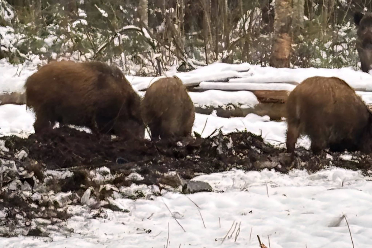 Фото: комитет по благоустройству Санкт-Петербурга
