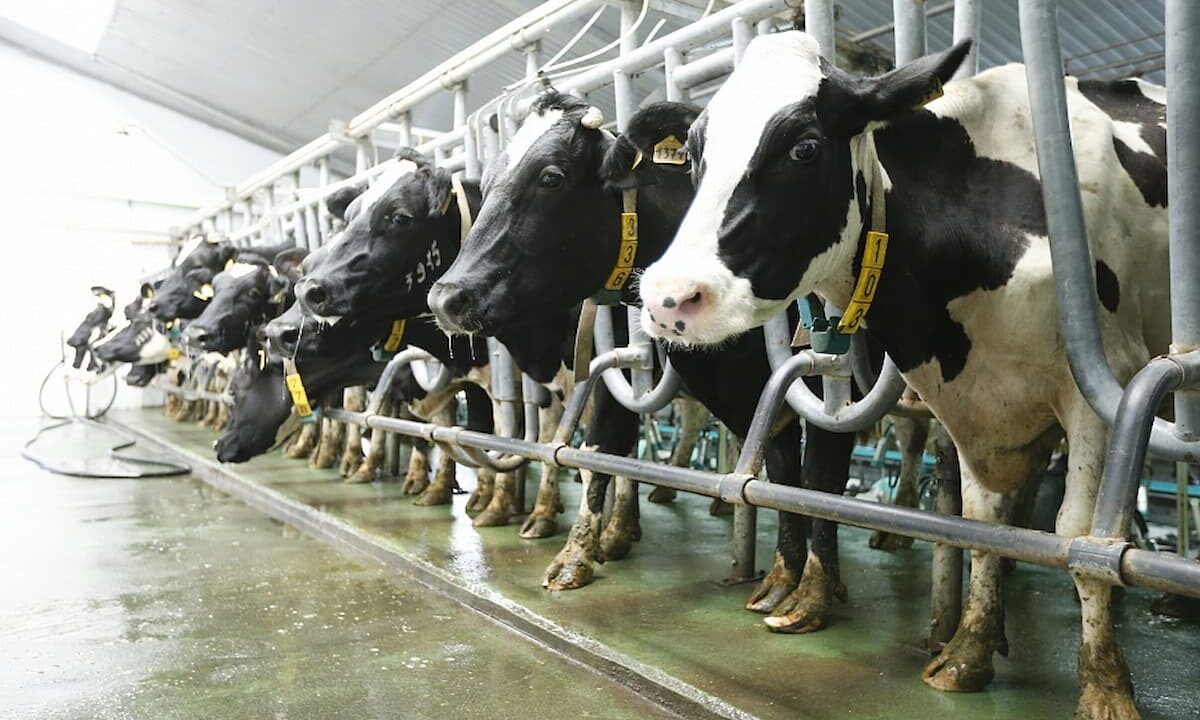    Фото пресс-службы администрации Краснодарского края