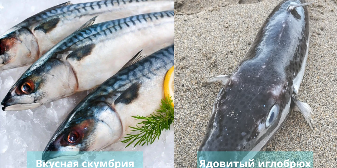 Мужчина из Тихорецка купил смертельно опасную рыбу под видом скумбрии
