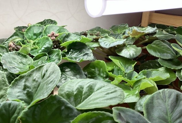 Стеллаж с фиалками