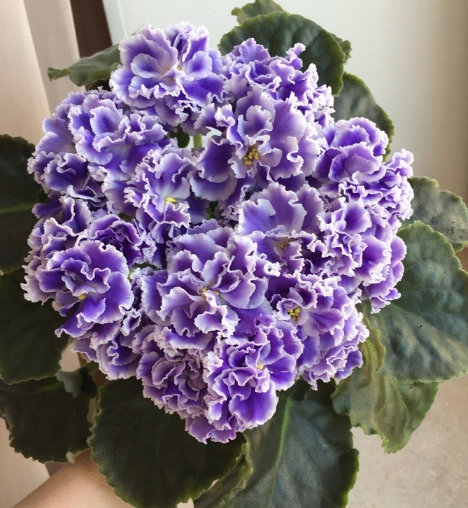 Из моей коллекции гибрид-сеянец