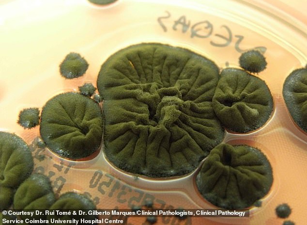 Было обнаружено, что тёмно-зелёная плесень Cladosporium sphaerospermum питается ядерной радиацией, что делает её потенциальным строительным материалом для будущих лунных баз.