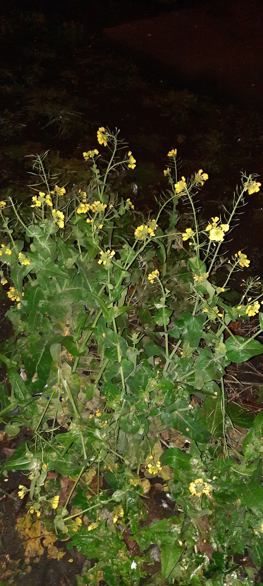 Вчерашнее фото. Снежку бы уже охота, а не вот это вот всё!