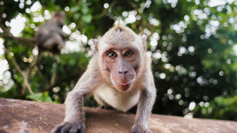     Фото: glazok90/Shutterstock/FOTODOM