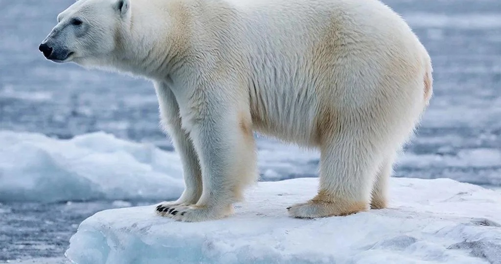 Какого цвета белый медведь