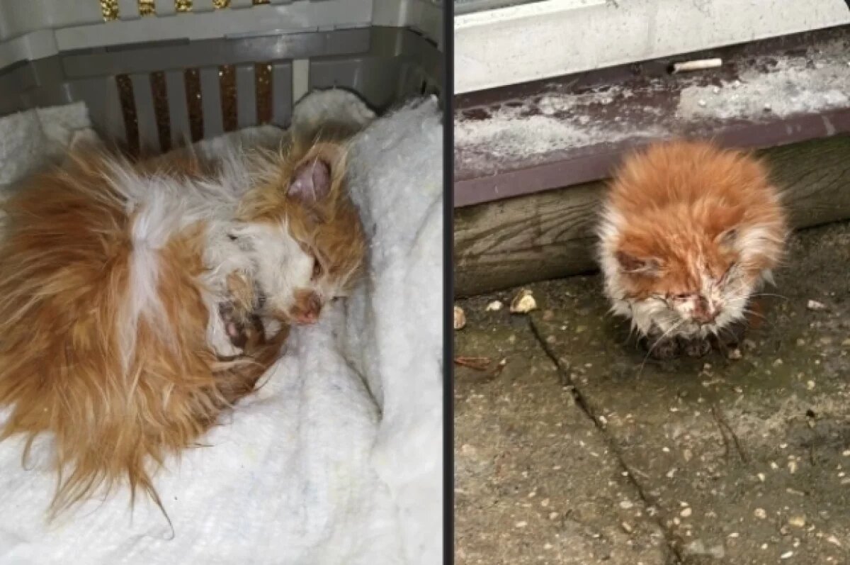    Превратился в ледышку: В автопарке Твери нашли котёнка в масле