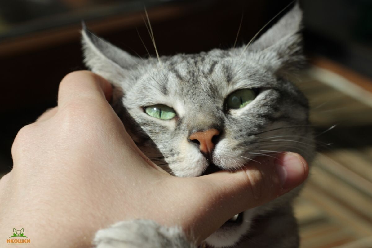 Кот кусает руку 