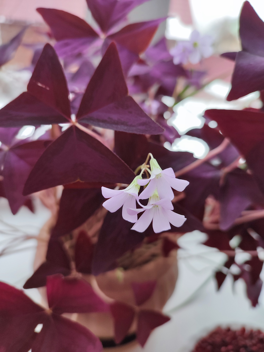 А на подоконниках цветочки