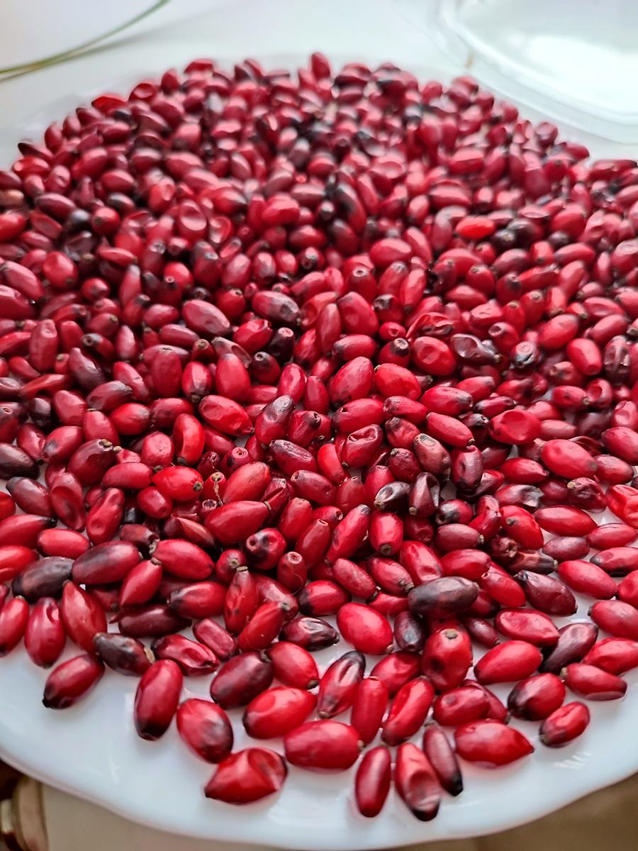 Барбарис сушим