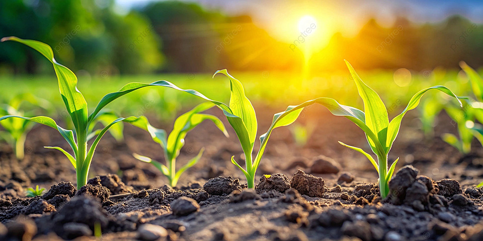 Ростки кукурузы. Фото из интернета