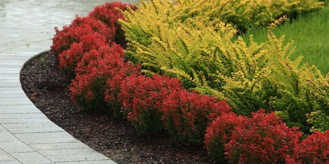 Эти шикарные кустарники украсят любой участок
