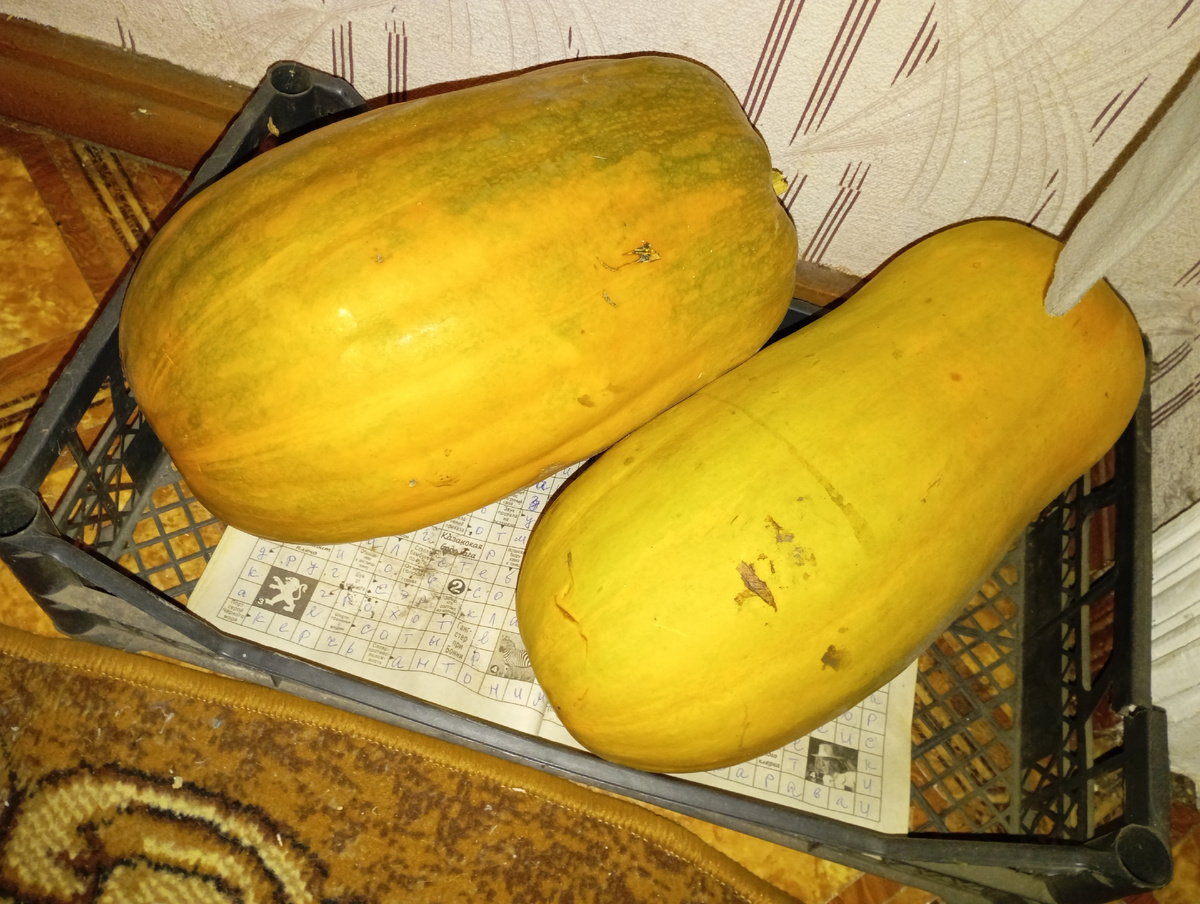 Тыква Палав Каду, фото автора.