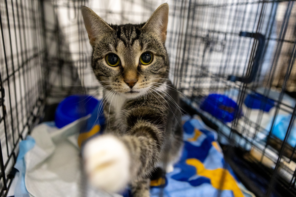 Фото: Олег Золото / «Вечерний Санкт-Петербург»