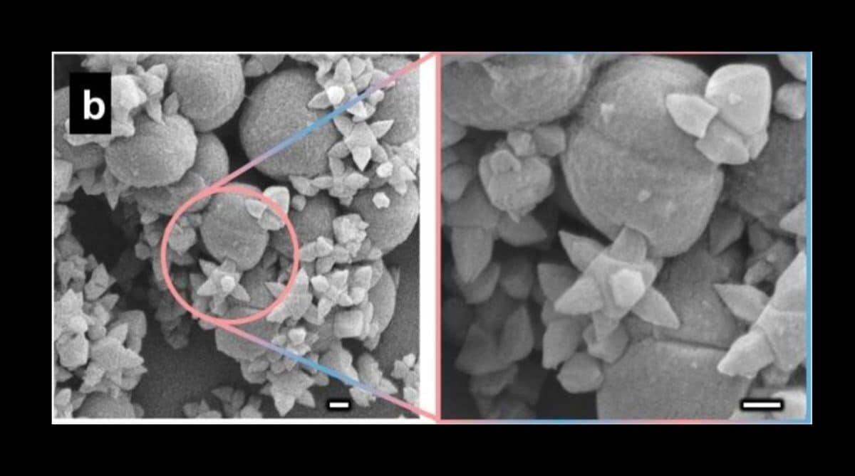    Клетки золотистого стафилококка, пораженные наношипами / © Zhejian Cao et al.