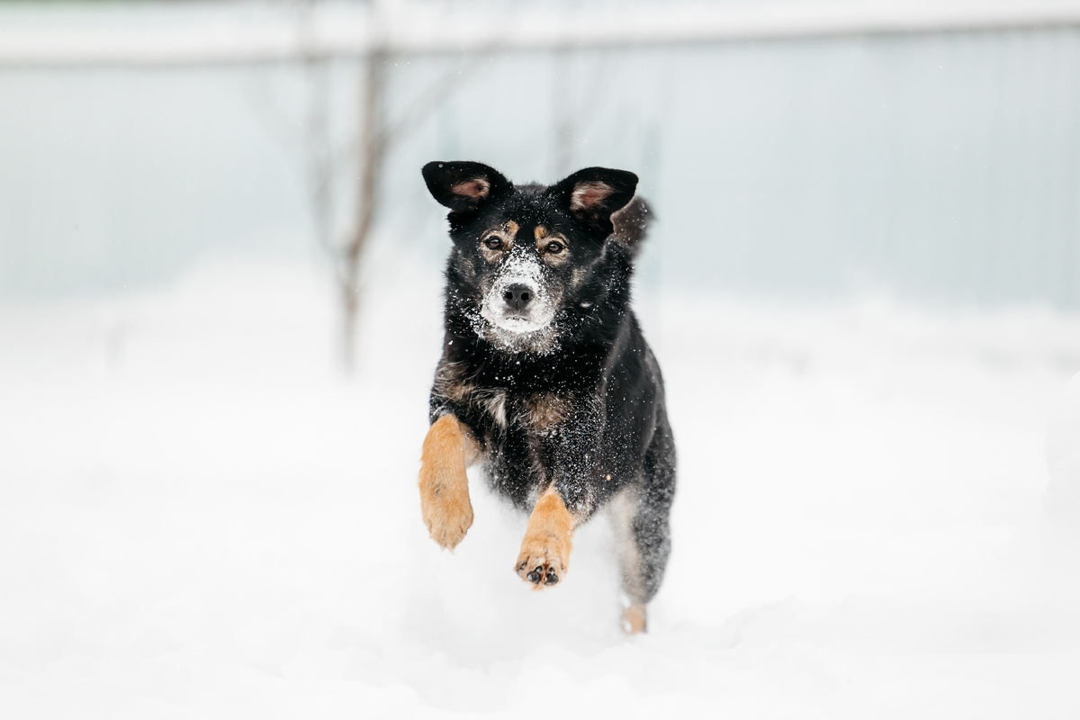 Арчи просит у зимы снег...а вы как, ждете его?