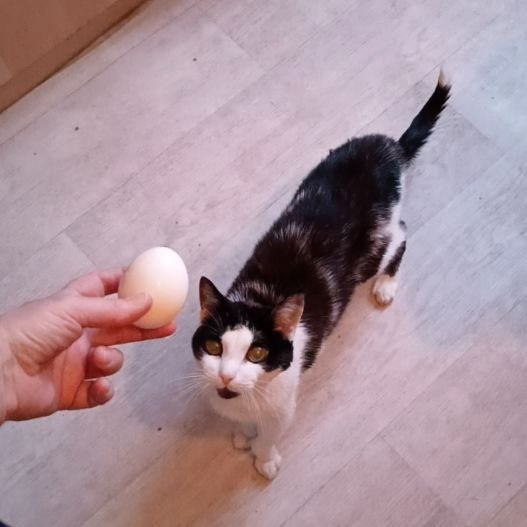 Кот распознает яйцо с первого раза