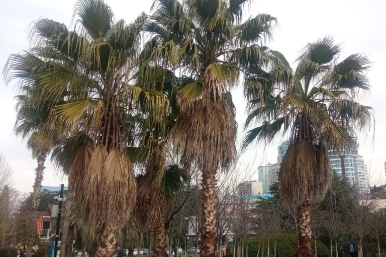 Видео: t.me/sochi_online